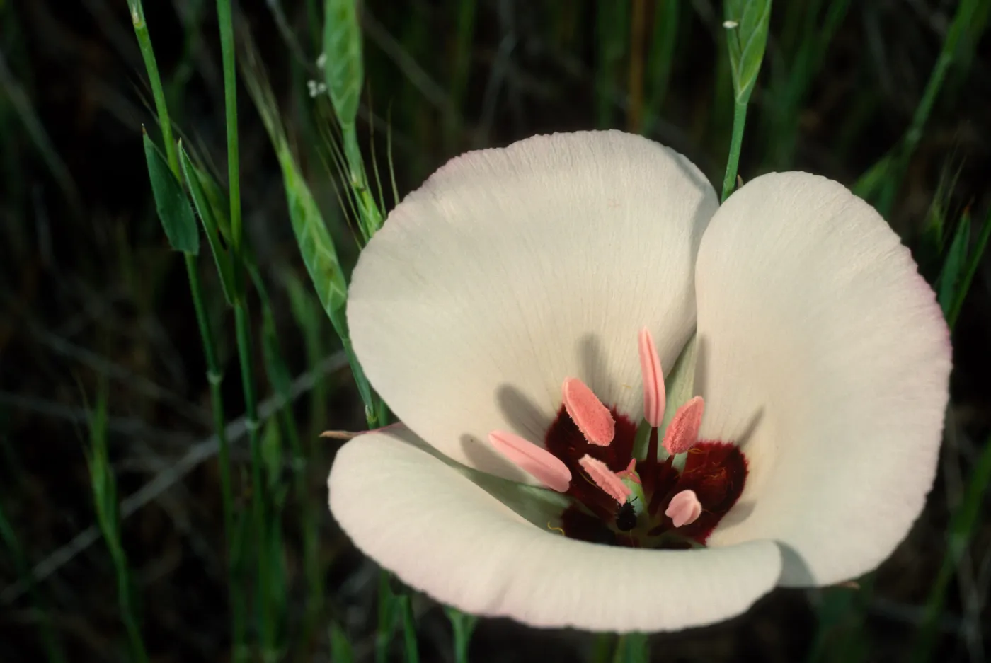 Calochortus catalinae, Catalina Island
