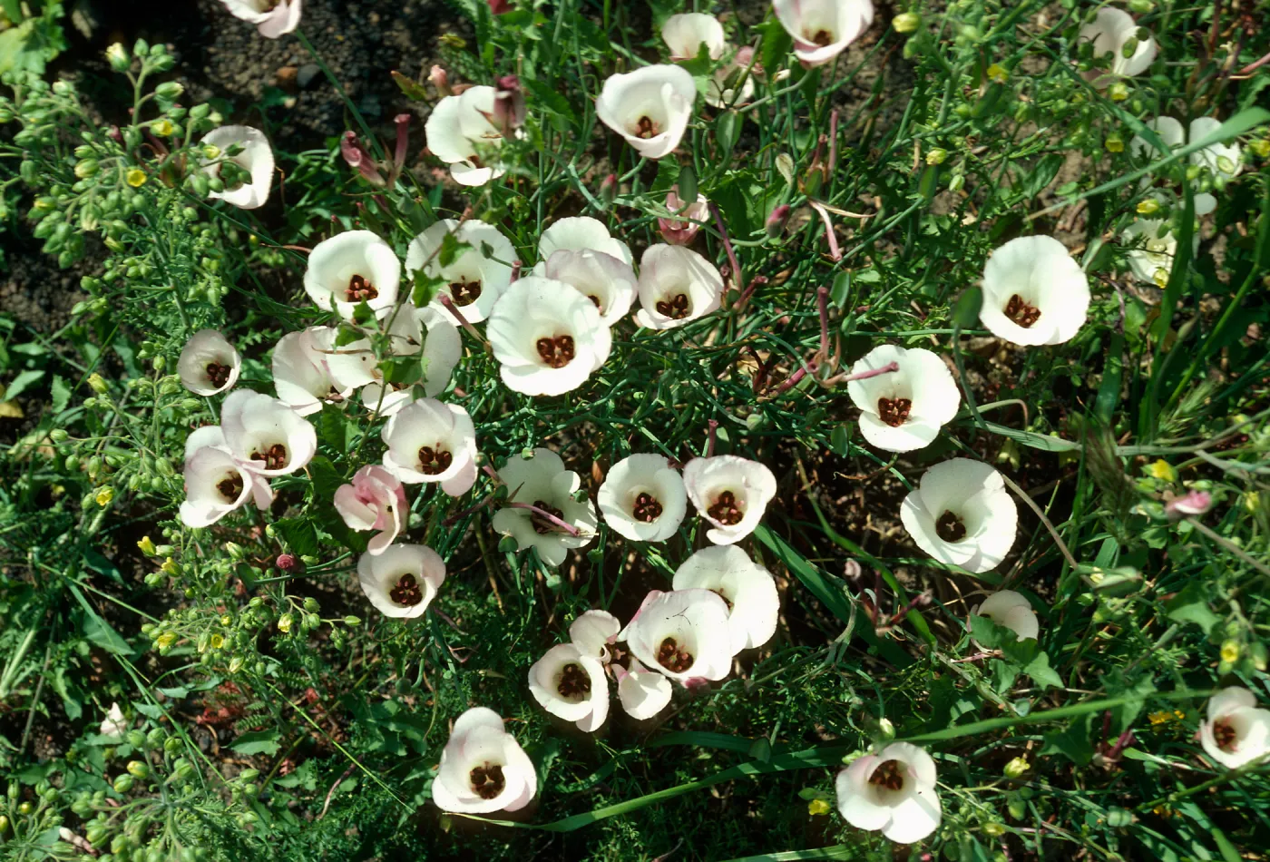 Calochortus catalinae, Encinal Canyon Road, Santa Monica Mountains