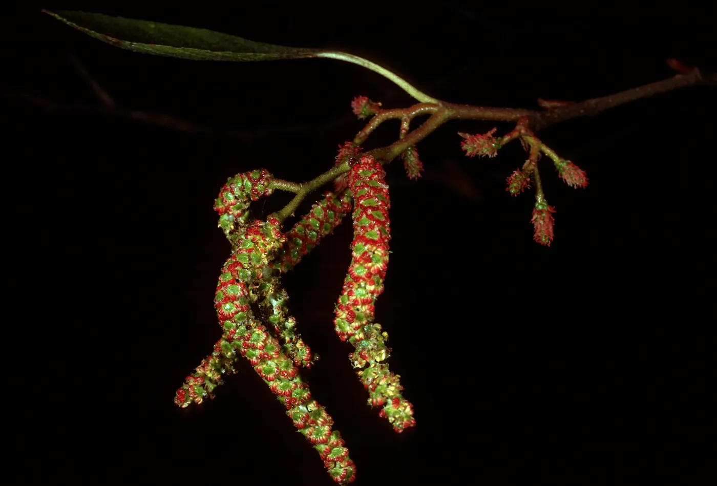 Alnus rhombifolia, West Camino Cielo