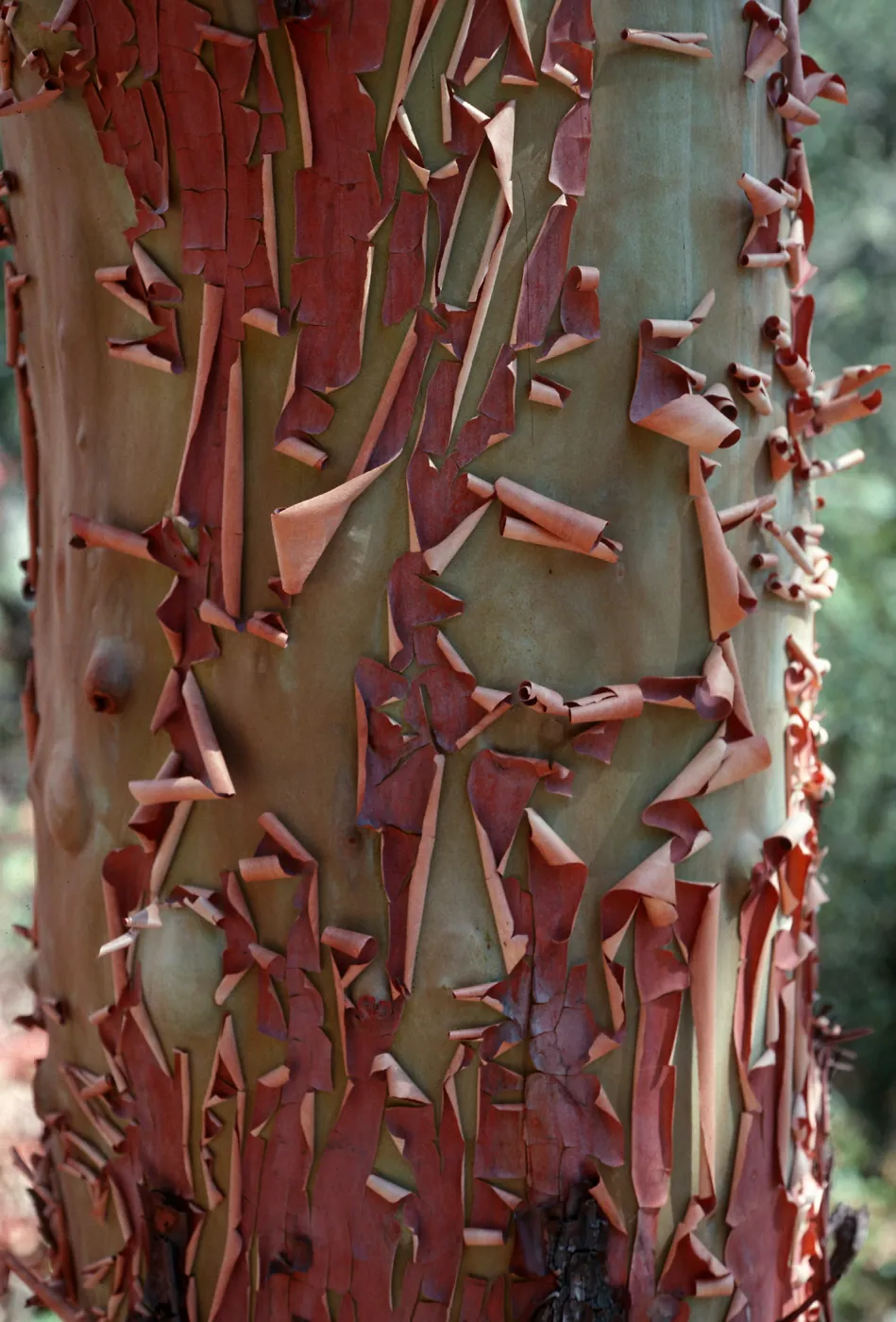 Arbutus, West Cuesta Ridge Road, San Luis Obispo County