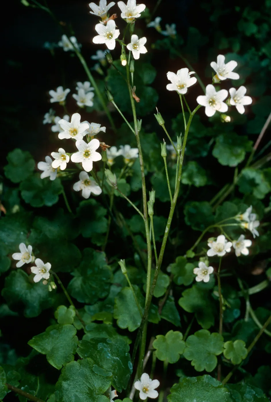 Romanzoffia, Santa Barbara Botanic Garden