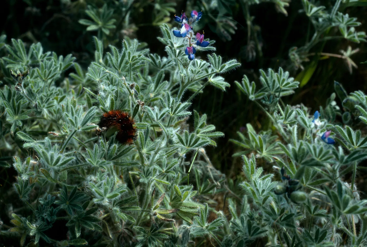 Arctiidae Caterpillars on Lupinus bicolor, near Malo, San Clemente Isl.