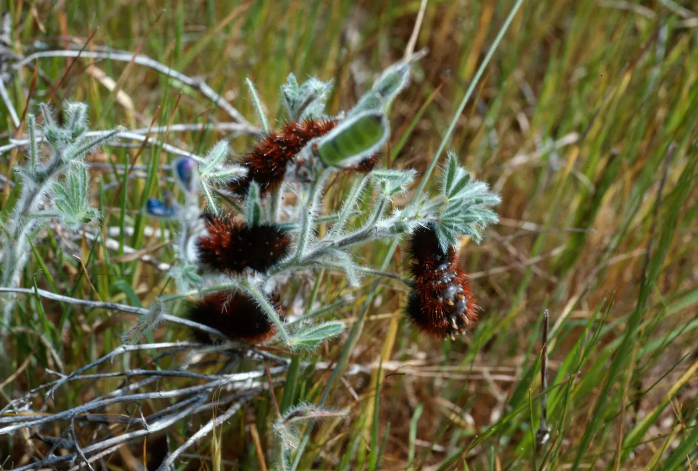 Arctiidae Caterpillars on Lupinus bicolor, near Malo, San Clemente Isl.