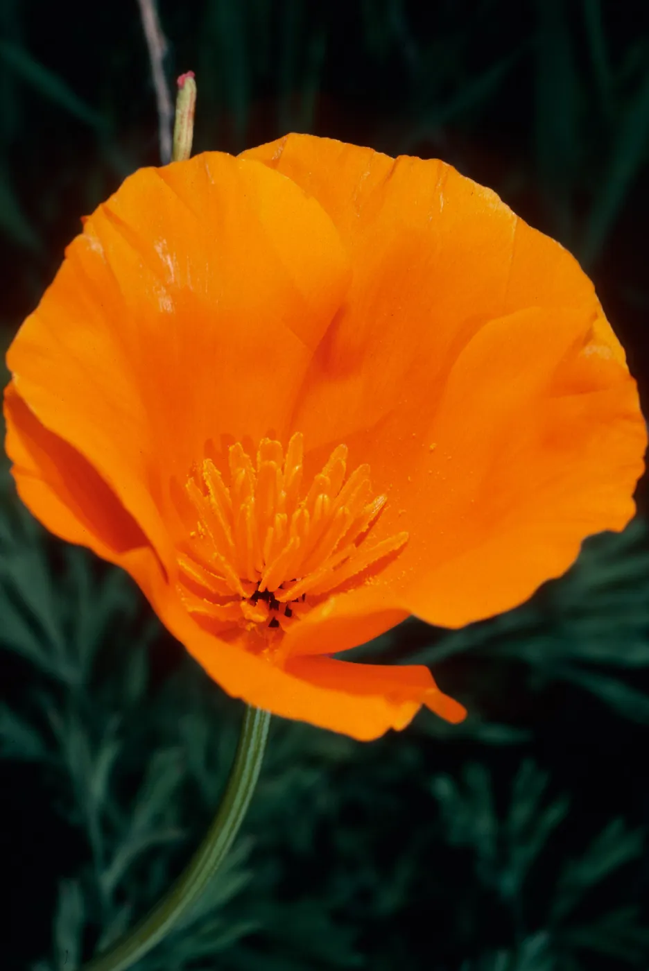 Eschscholzia californica, San Roque Canyon, Santa Barbara County