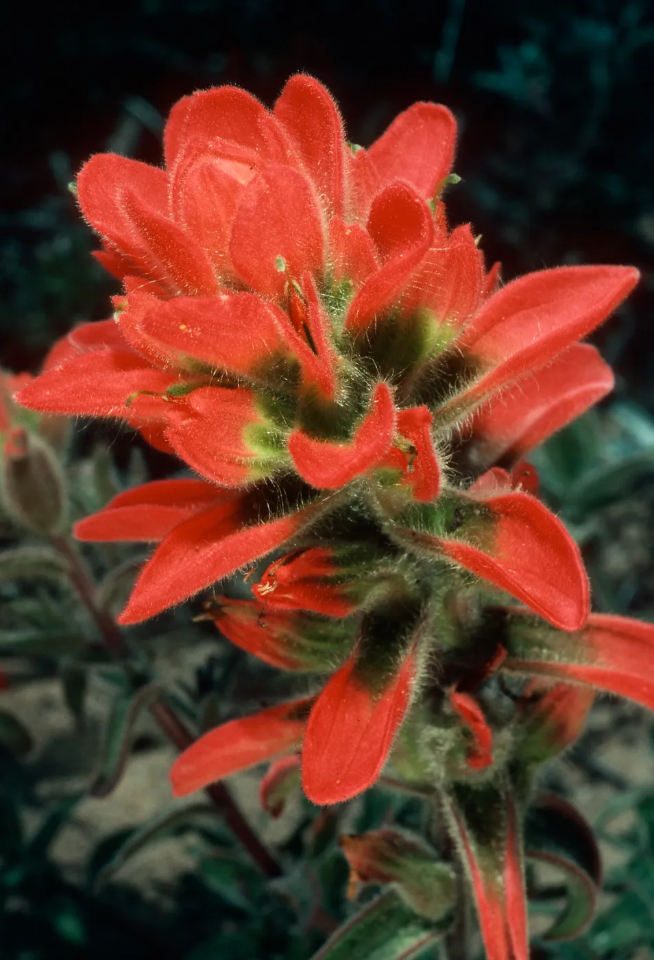 Castilleja affinis, Point Conception, Santa Barbara County