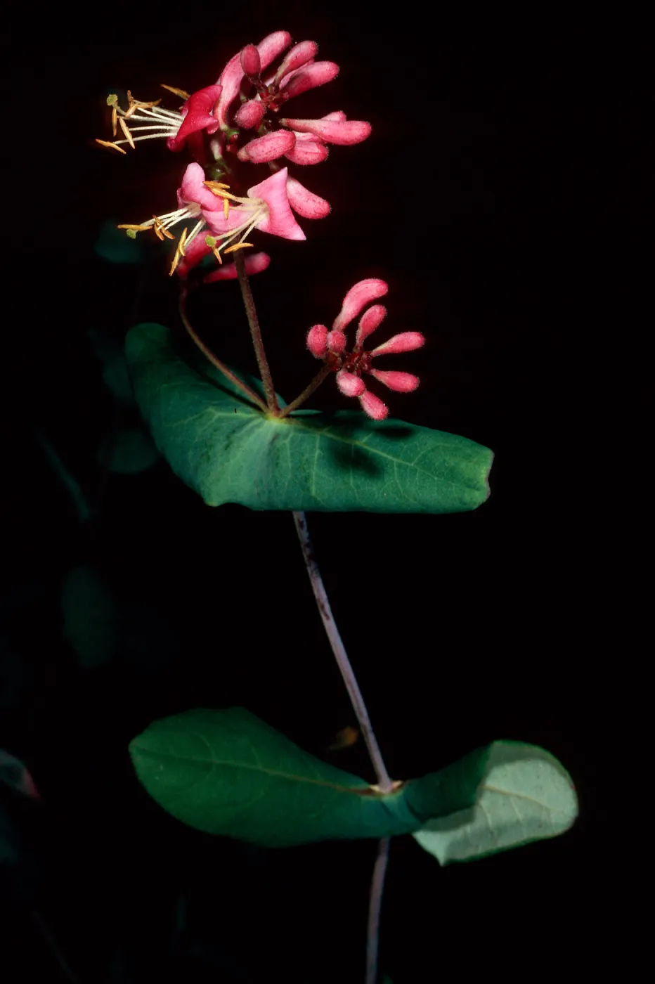 Lonicera hispidula, Big Creek Reserve, Monterey County