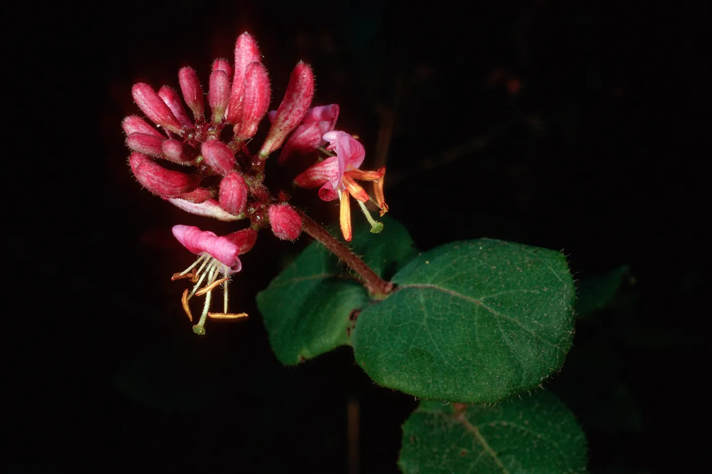 Lonicera hispidula, Big Creek Reserve, Monterey County