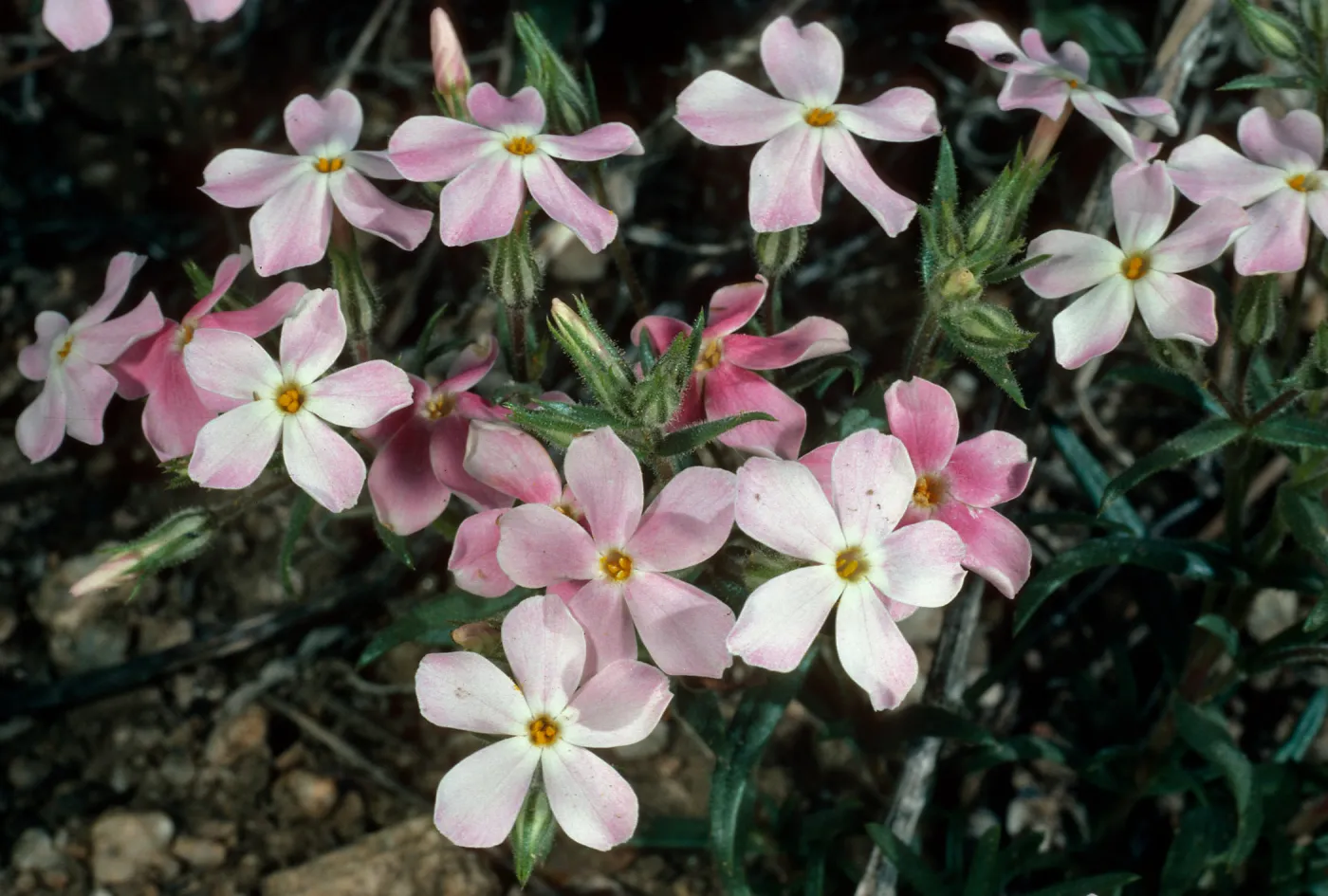 Phlox stansburyi, SJ #1324, North of Saline Valley, Northern Mojave Desert