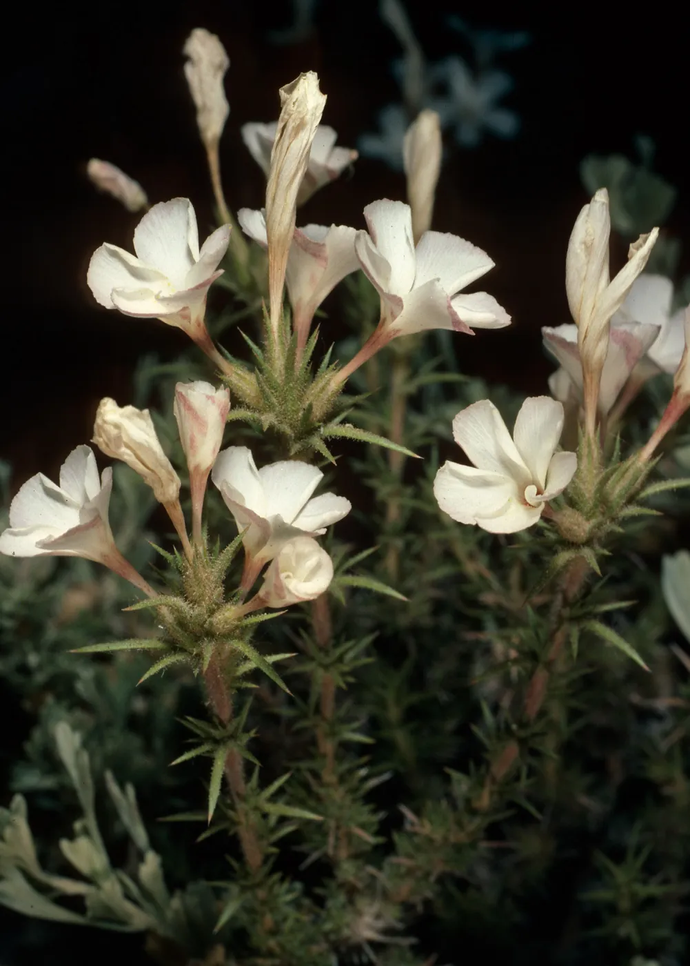 Leptodactylon pungens, Grandview Campground, White Mountains, Inyo National Forest