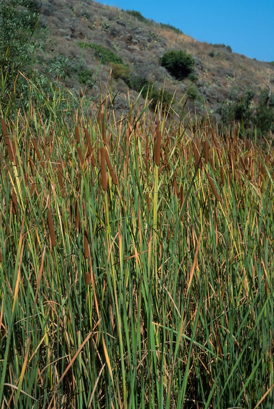 Typha domingensis, Cherry Cove, Catalina Island