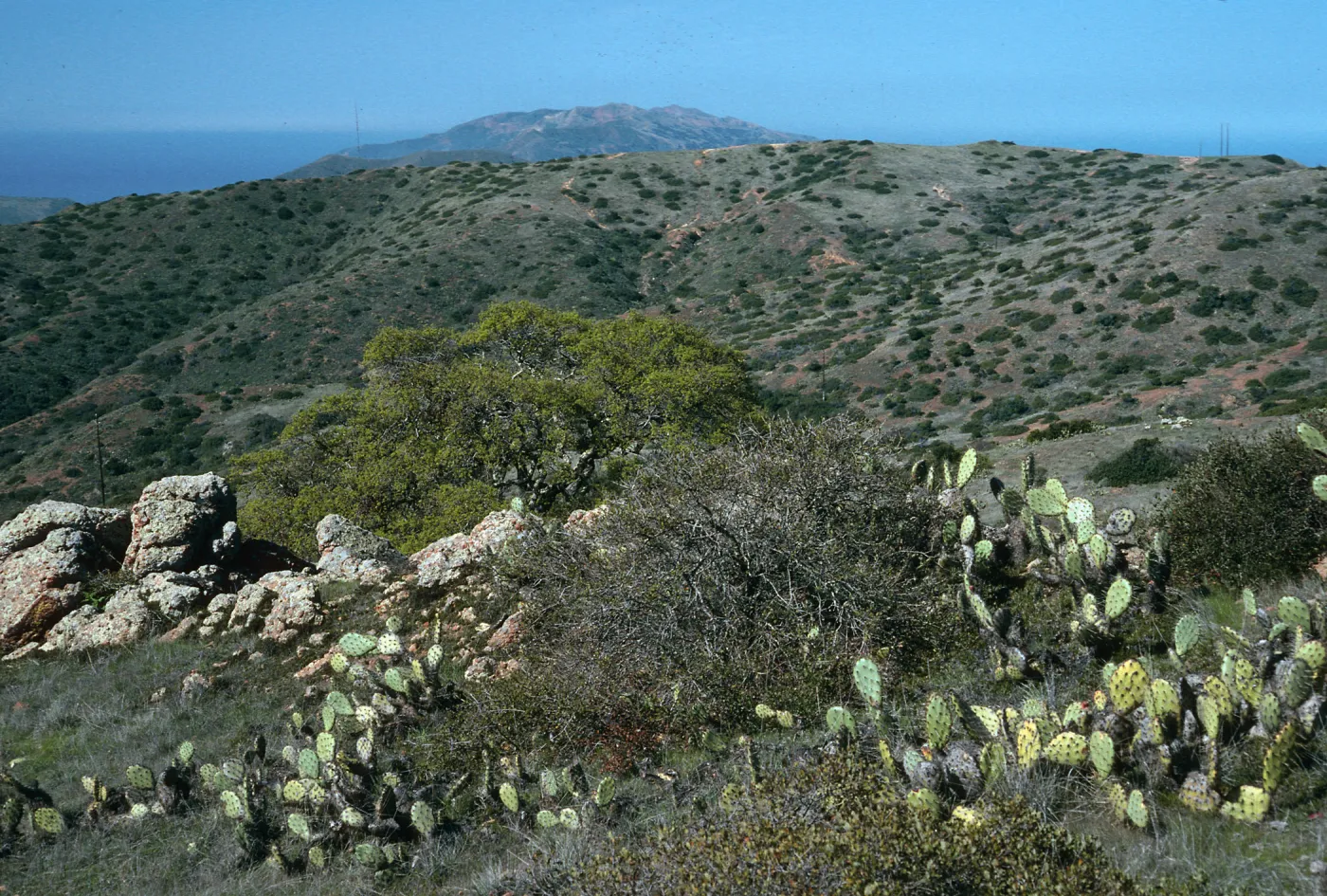 Quercus pacifica (center of photo), Opuntia oricola, along road to Little Harbor, Catalina Island