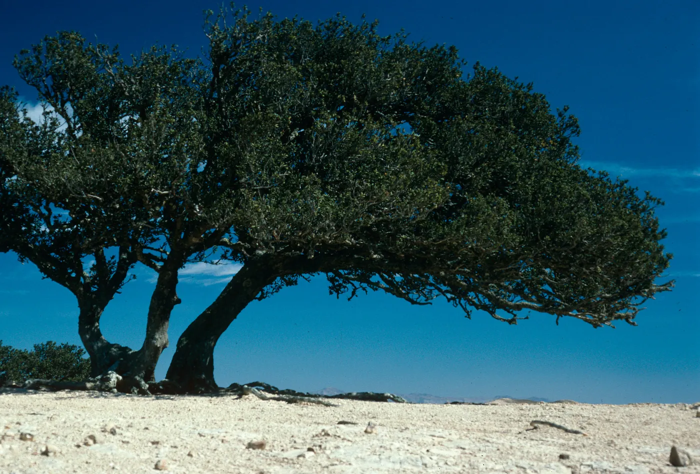 Quercus tomentella, West of Soledad Peak, Santa Rosa Island