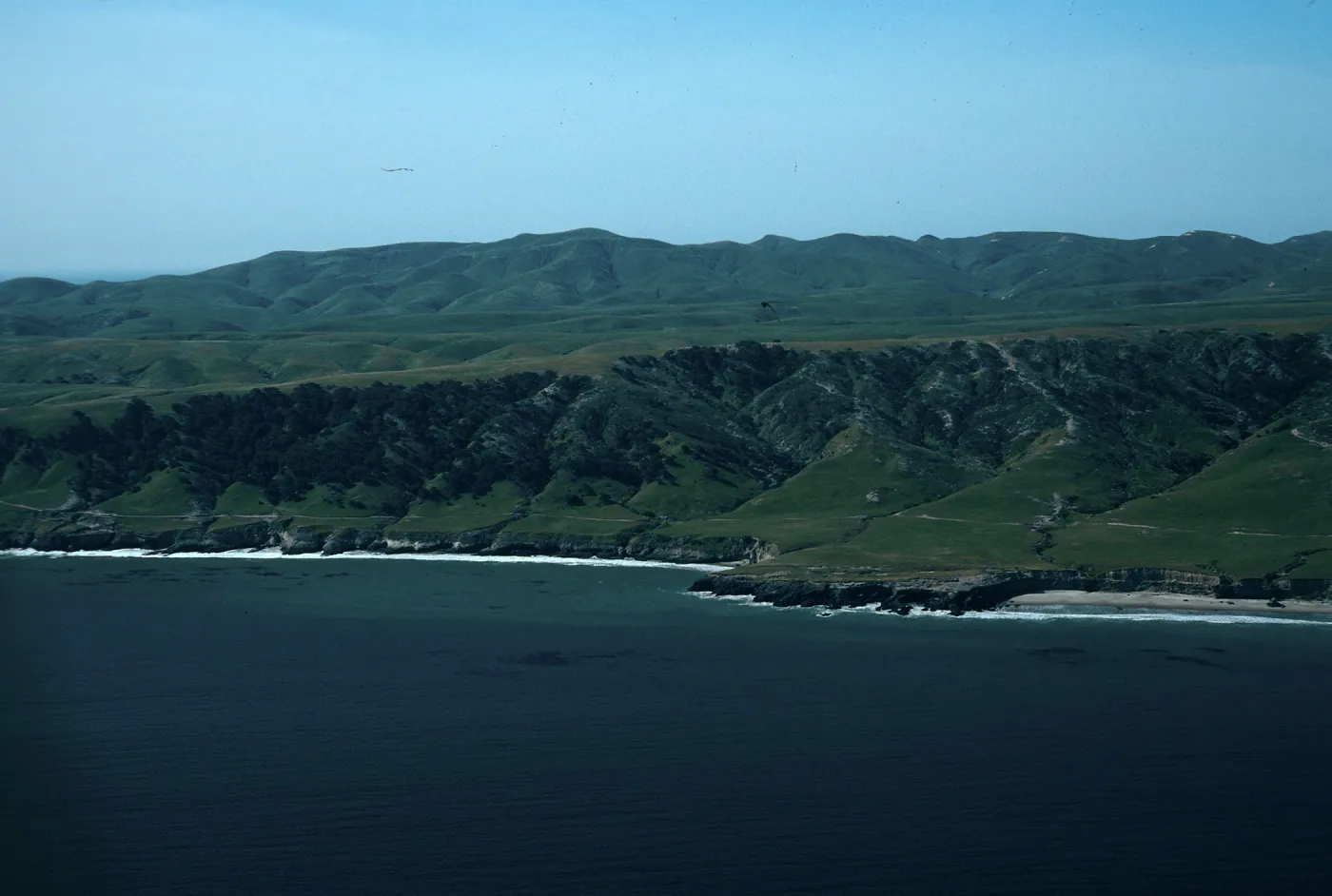Torrey Pines, Santa Rosa Island