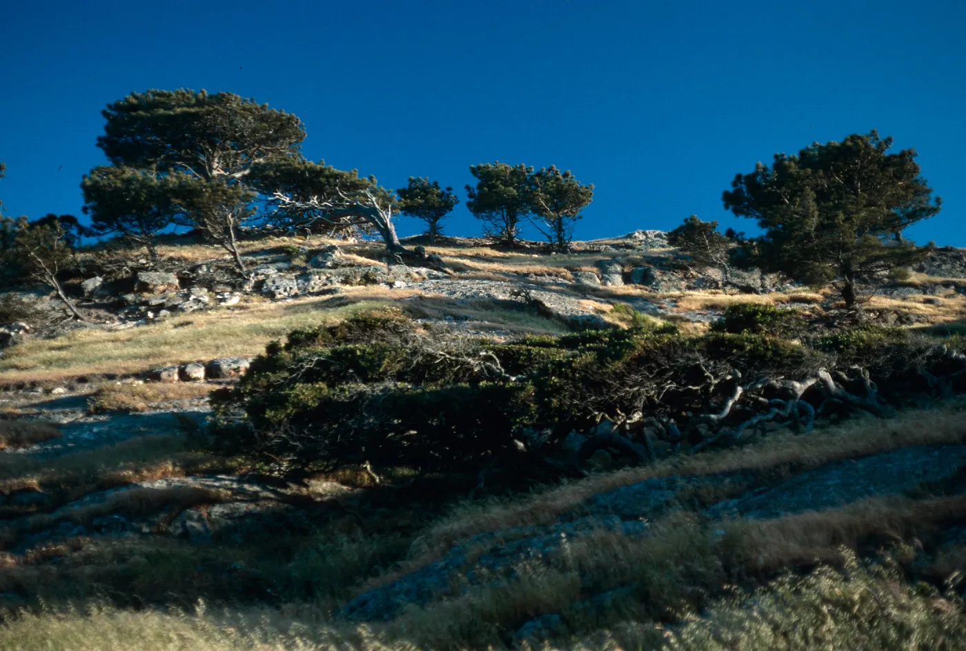 Torrey Pines, Box Canyon, Santa Rosa Island