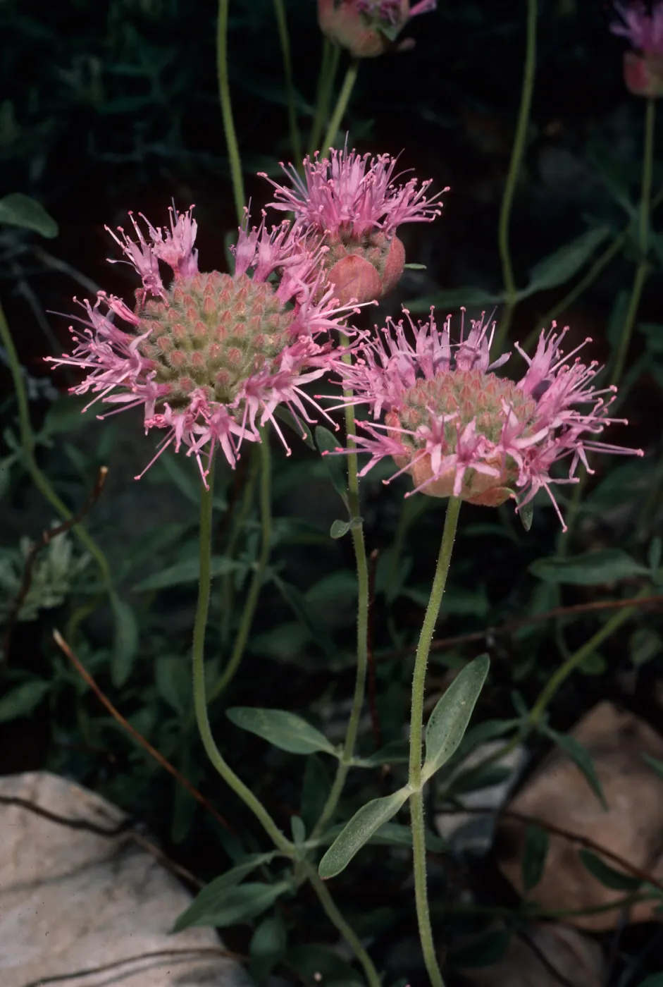 Monardella odoratissina, Wyman Canyon, White Mountains, Inyo National Forest