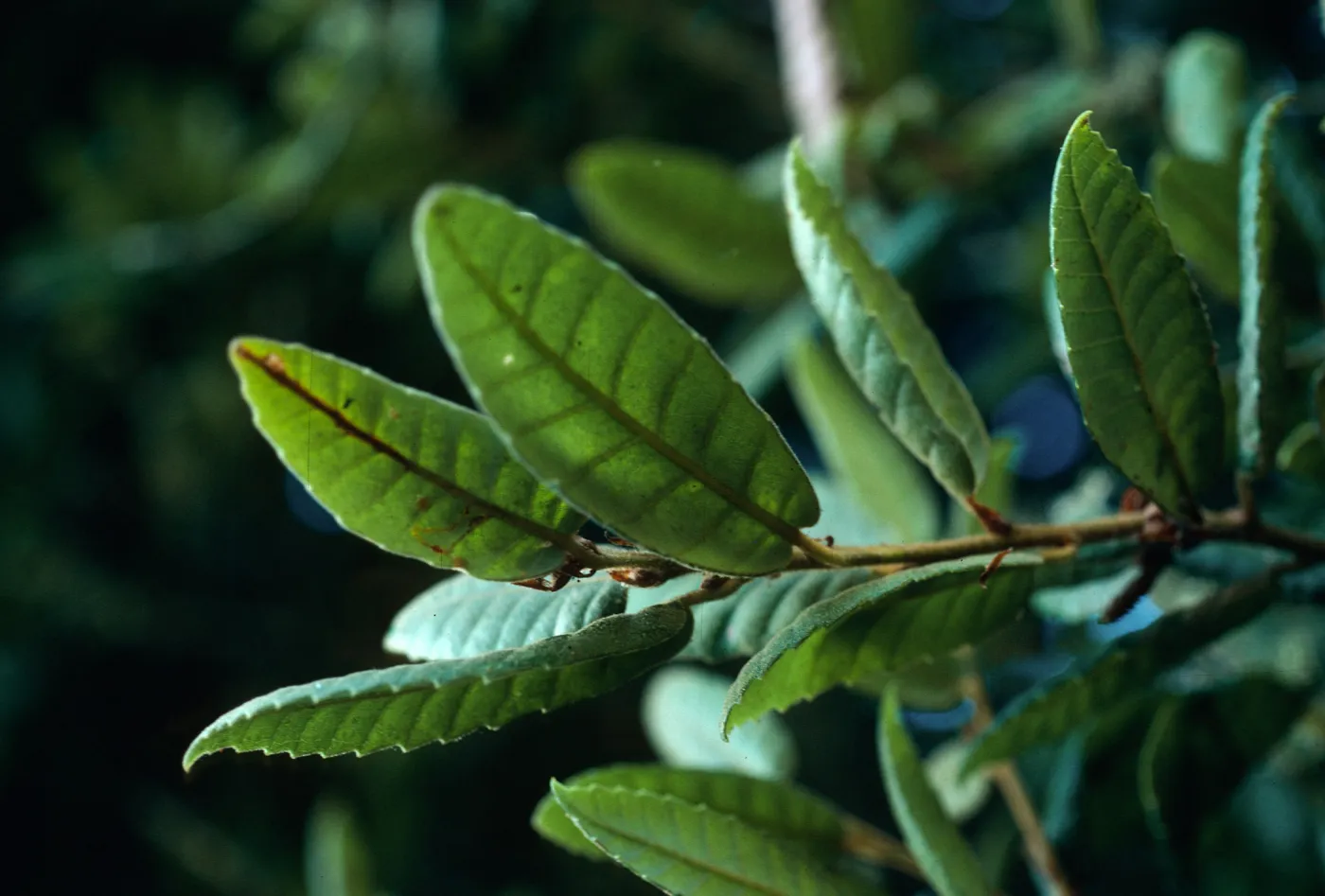 Lithocarpus densiflora, Coon Creek Pine Forest, Montaña de Oro
