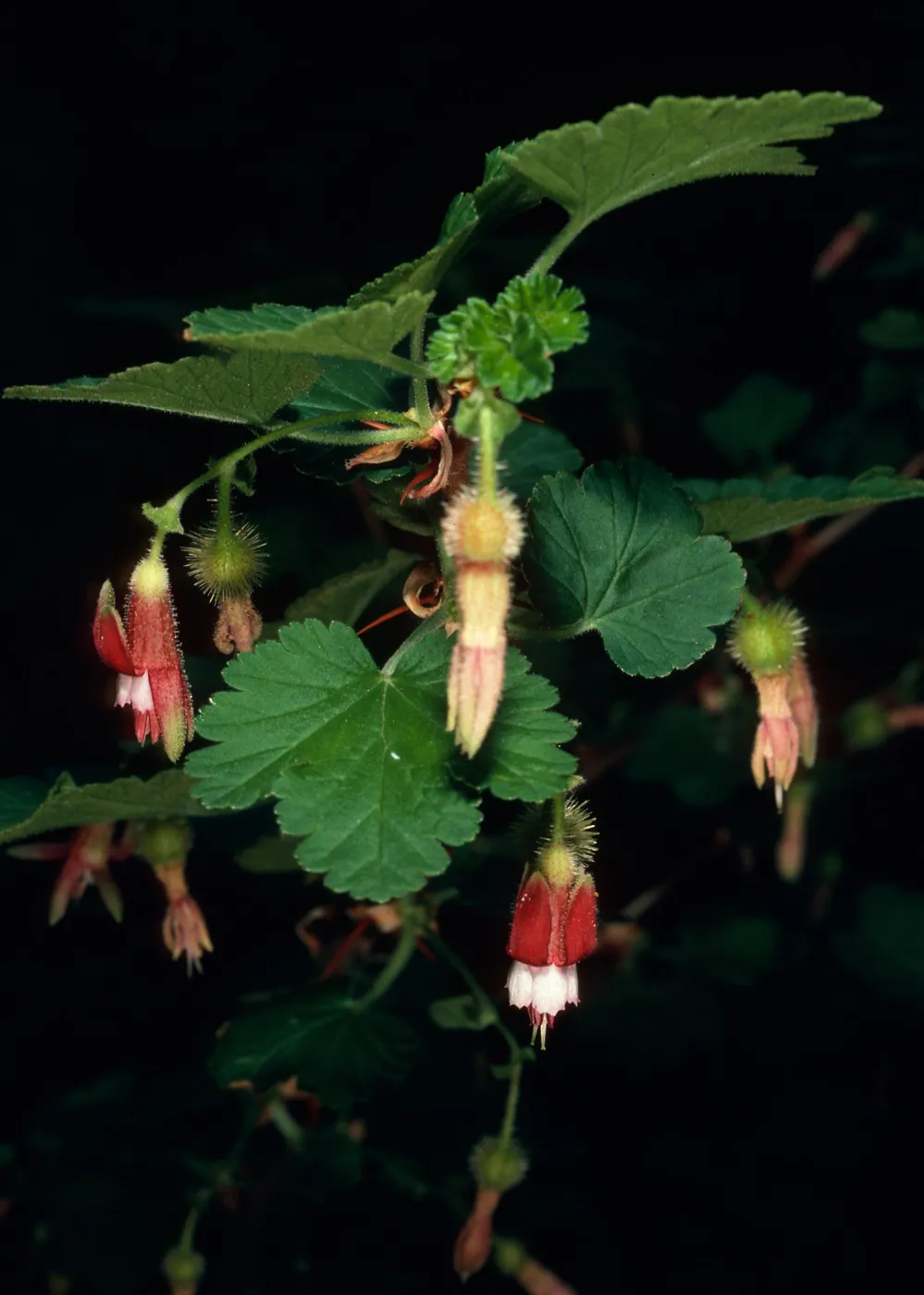 Ribes amarum, Rattlesnake Canyon, Santa Barbara County