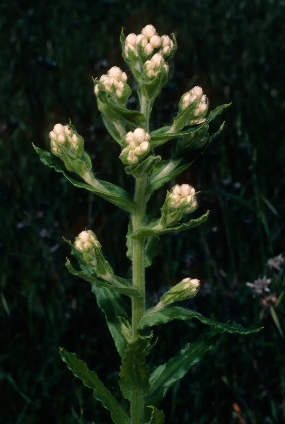 Gnaphalium californicum, Islay Canyon Road, Santa Cruz Island