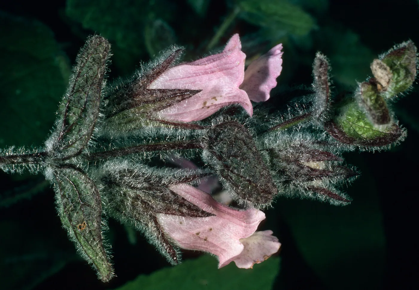 Lepechinia fragrans, East side of El Tigre, Santa Cruz Island
