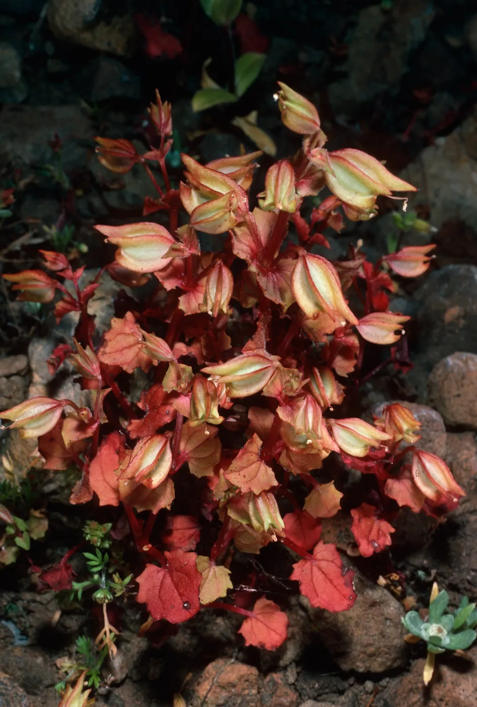 Mimulus nesutus (= M, guttatus nesutus), Santa Cruz Island