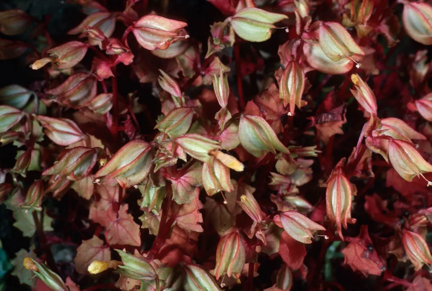 Mimulus nesutus (= M, guttatus nesutus), Santa Cruz Island