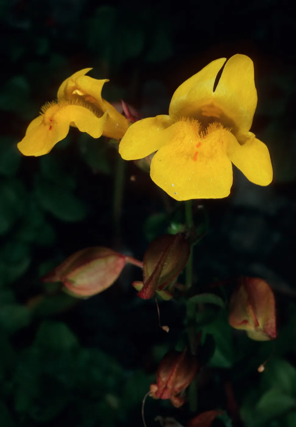 Mimulus guttatus, Jade Cove, Monterey County