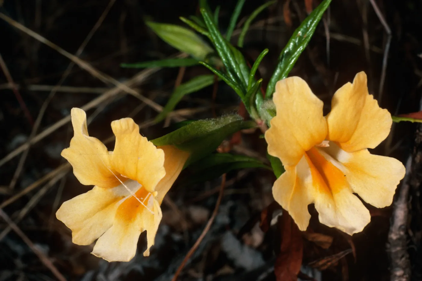 Mimulus longiflorus, upper Islay Canyon, Santa Cruz Island