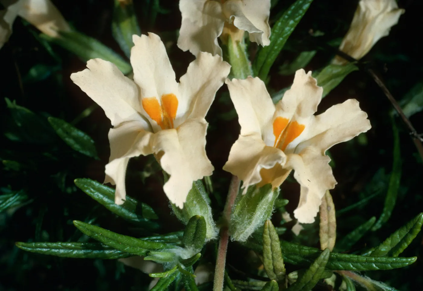 Mimulus longiflorus, Santa Barbara Botanic Garden