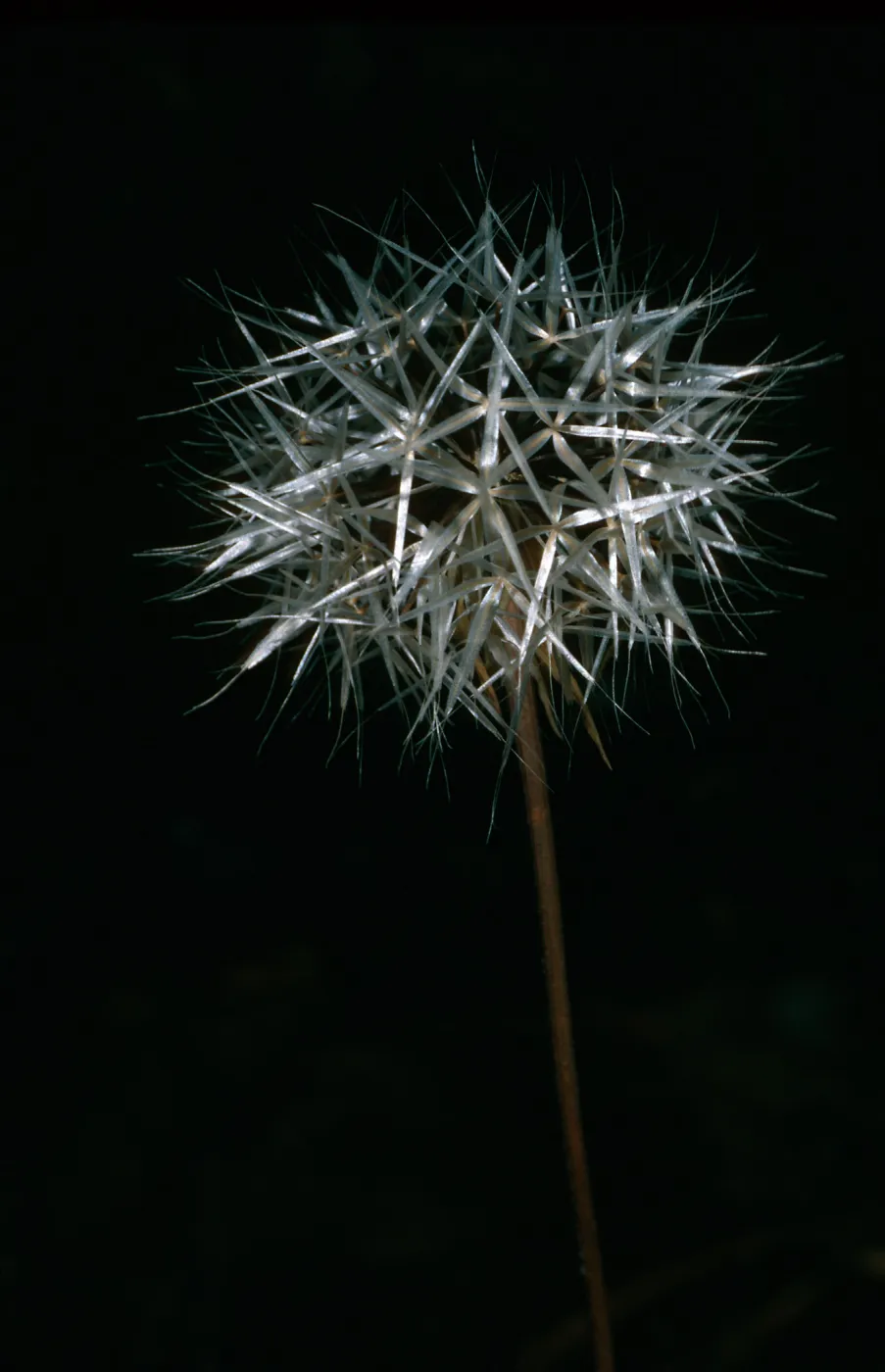 Microseris lindleyi, Jesusita Trail, Santa Barbara County