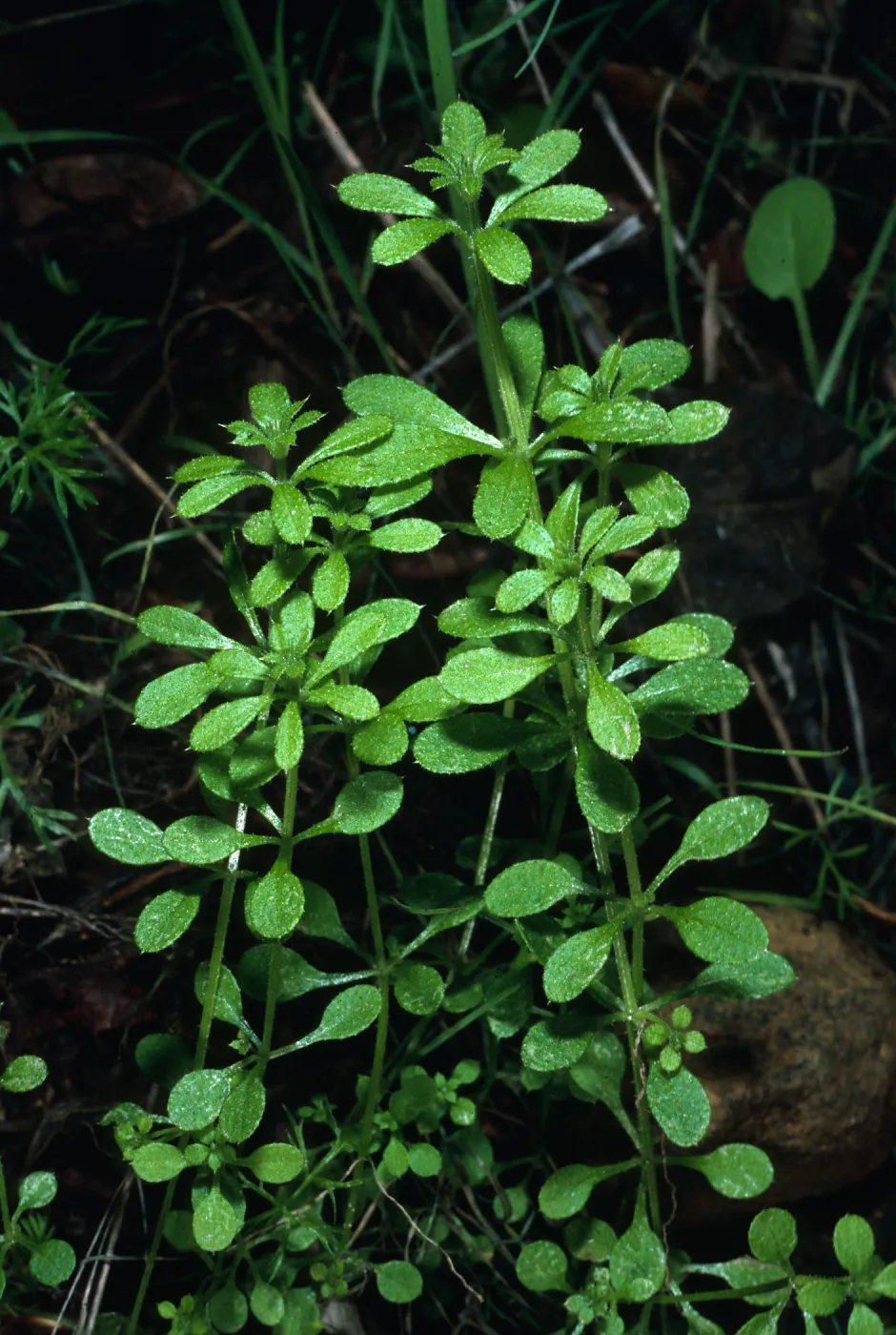 Galium aparine, bedstraw, Tunnel Road