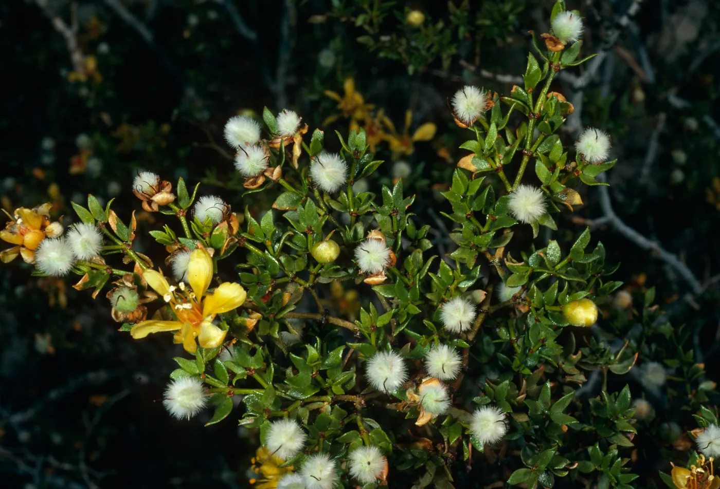 Larrea tridentata, Saline Valley, Death Valley