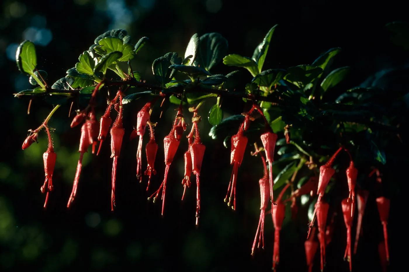 Ribes speciosum, Calle Poniente, Santa Barbara