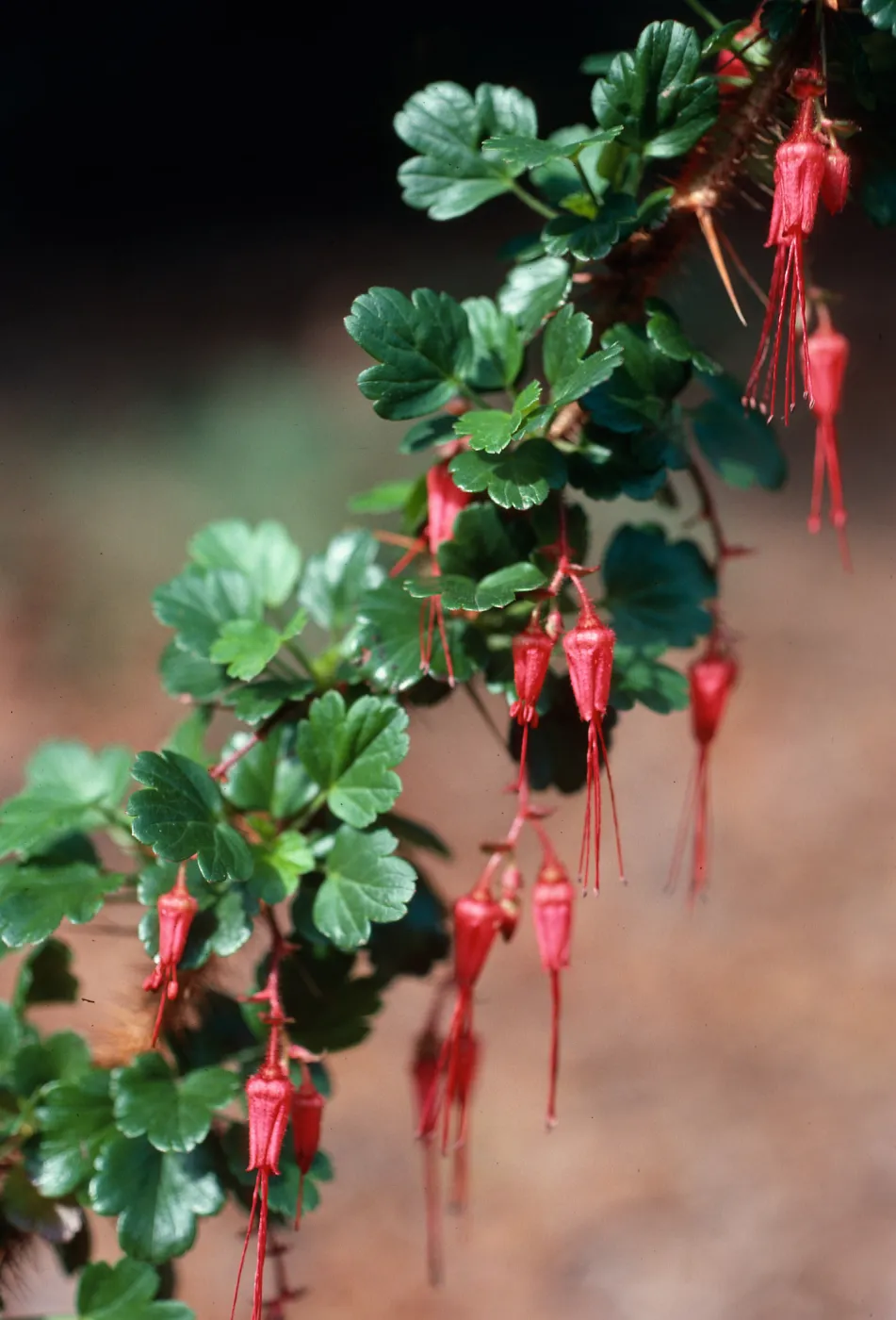 Ribes speciosum, Island Section, Santa Barbara Botanic Garden