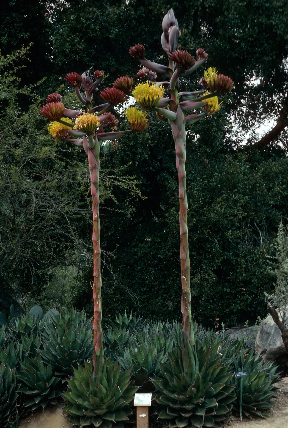 Agave shawii, Desert Section, Santa Barbara Botanic Garden