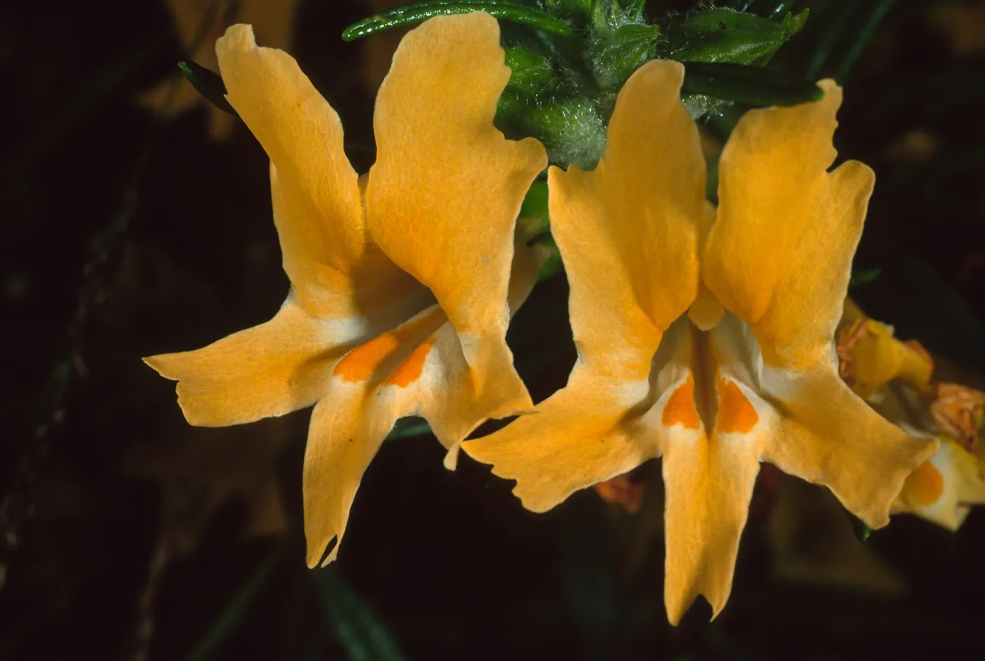 Miimulus longiflorus, Santa Barbara Botanic Garden