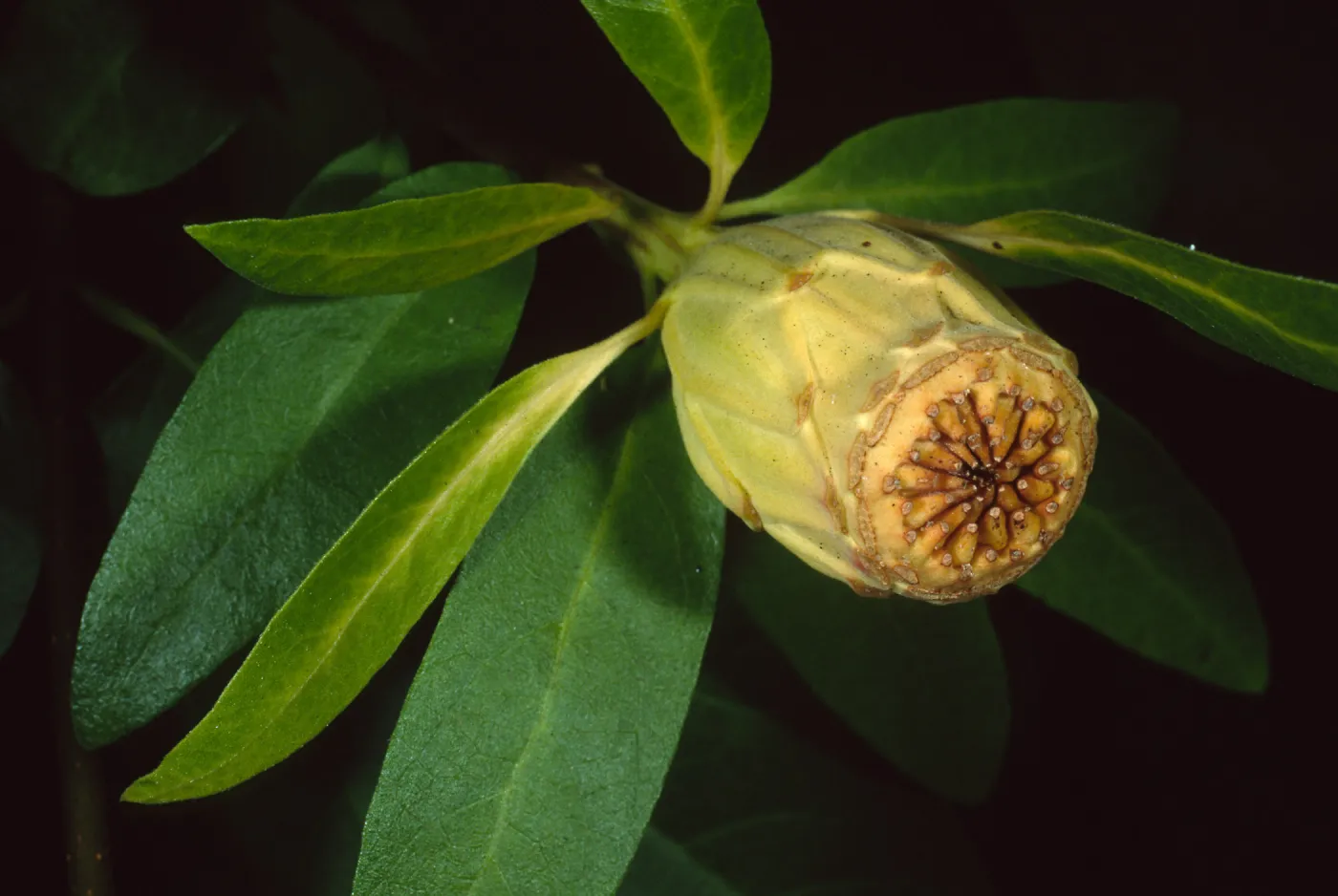 Calycanthus occidentalis, Santa Barbara Botanic Garden