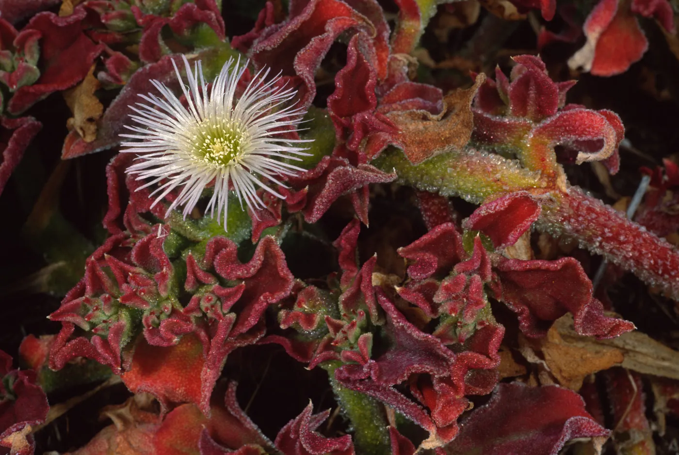 Mesembryanthemum crystallinum, head of North fork of Graveyard Canyon, Santa Barbara Island