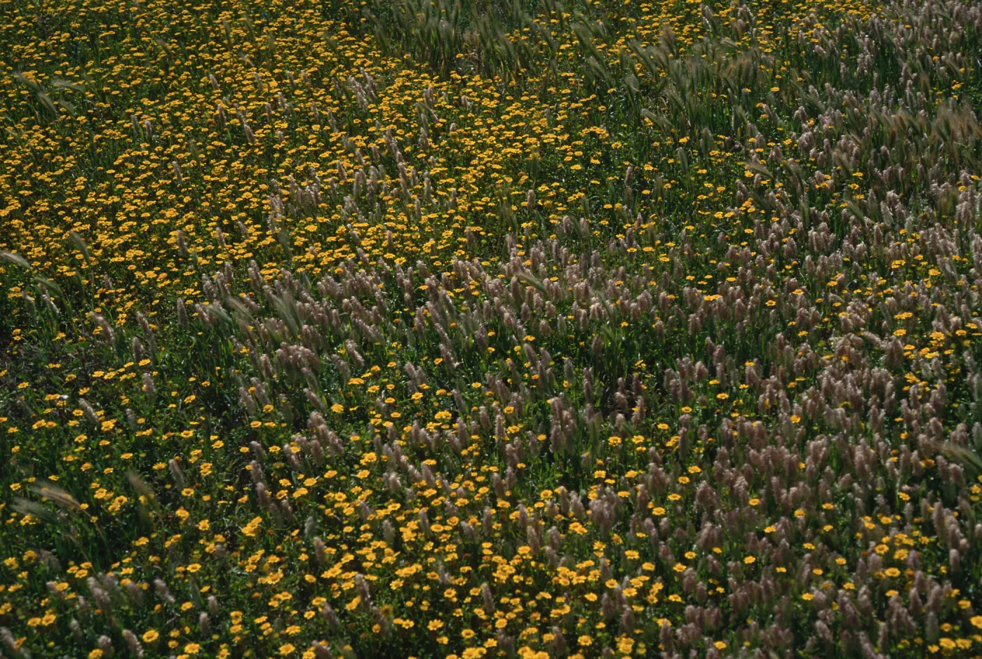 Lasthenia, Lamarckia, Fraser Point, Santa Cruz Island
