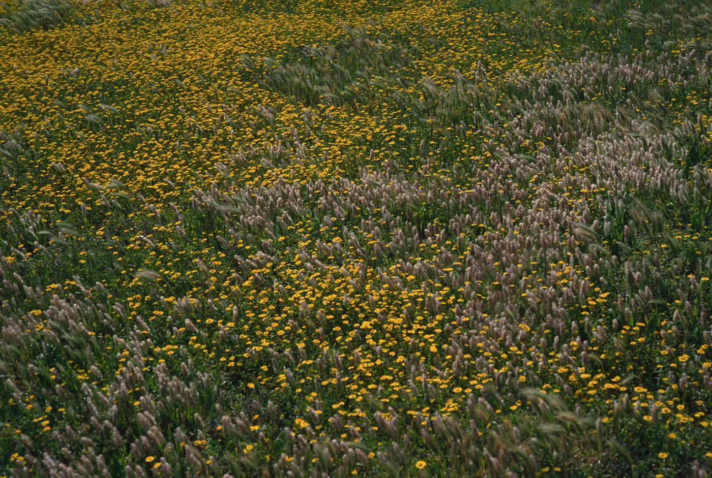 Lasthenia, Lamarckia, Fraser Point, Santa Cruz Island