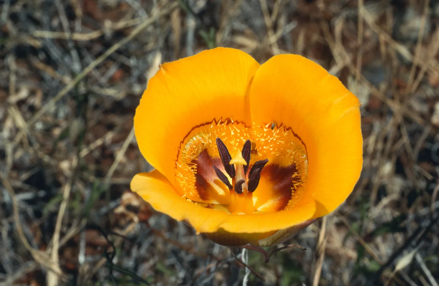 Calochortus clavatus, West Cuesta ridge, San Luis Obispo County