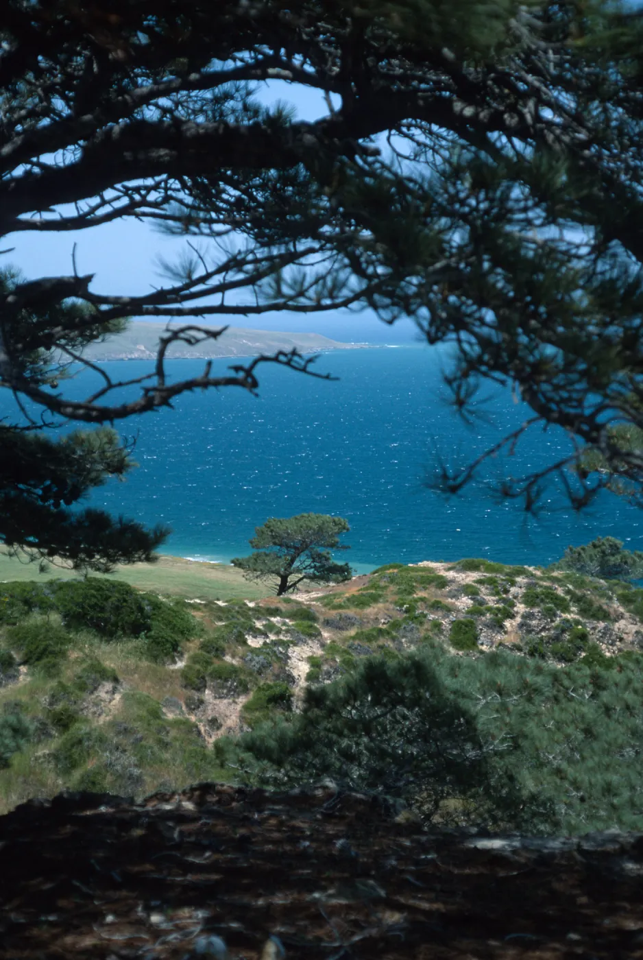 Torrey Pines, Santa Rosa Island