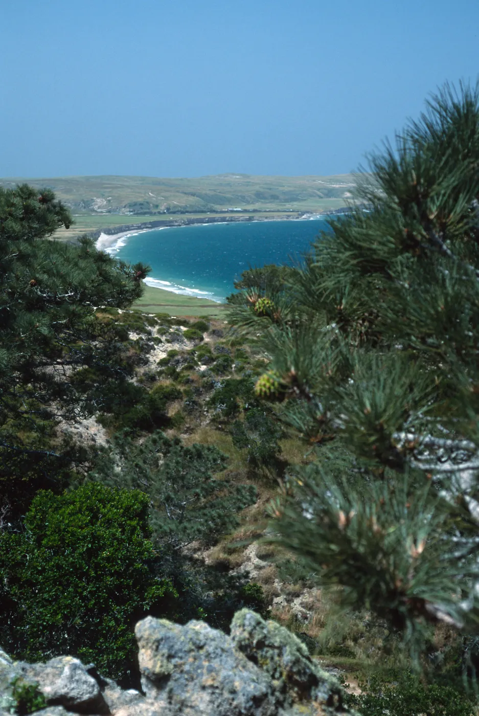 Torrey Pines, Santa Rosa Island