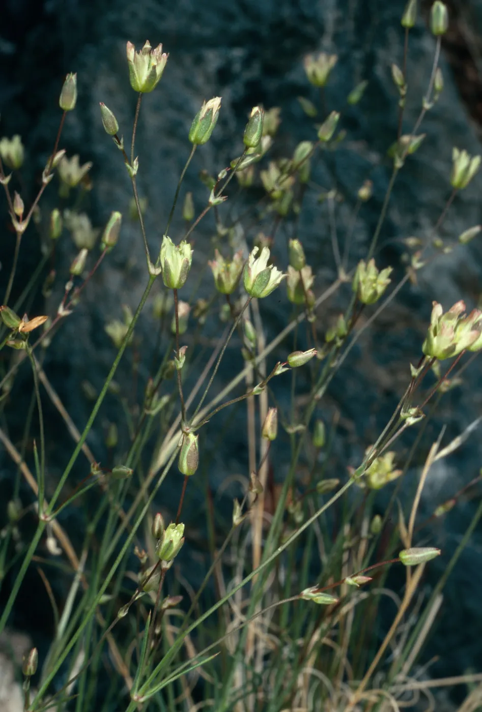 Arenaria macradenia parishiorum, limestone outcrop, North of Saline Valley, northern Mojave Desert