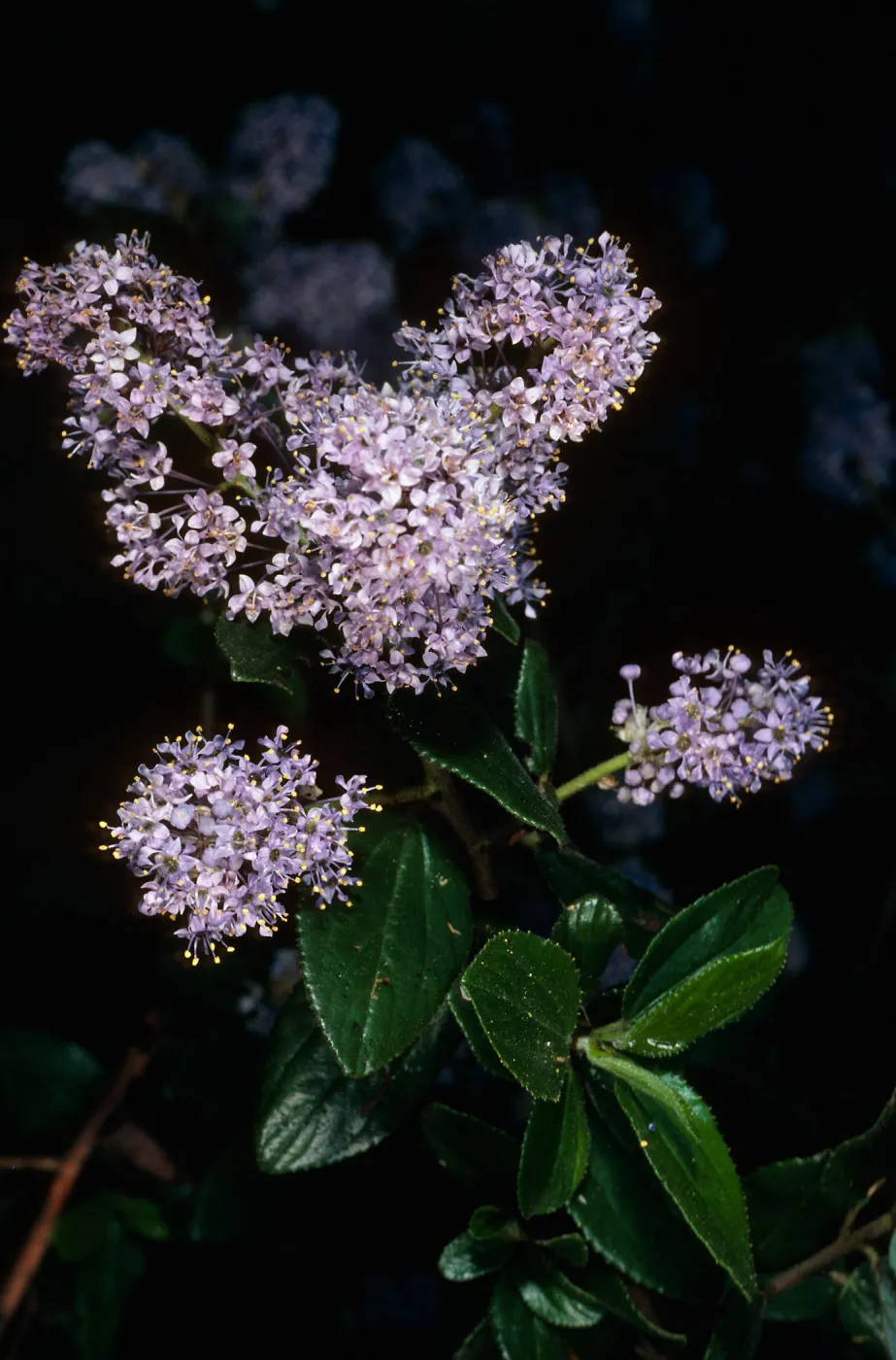 Ceanothus oliganthus, Tunnel Trail, Santa Barbara county