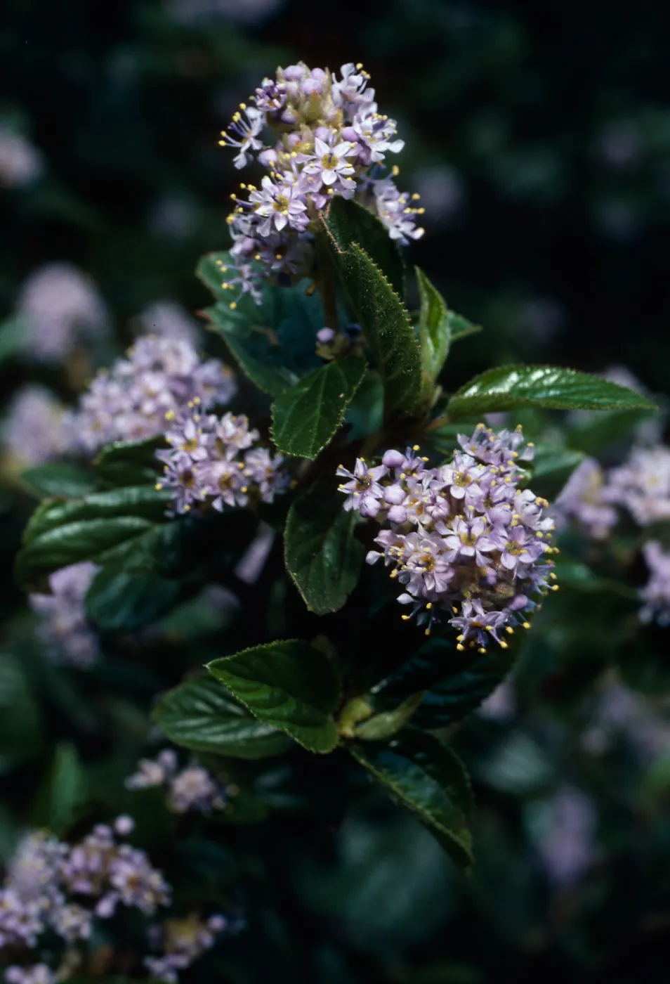 Ceanothus oliganthus, Tunnel Trail, Santa Barbara county