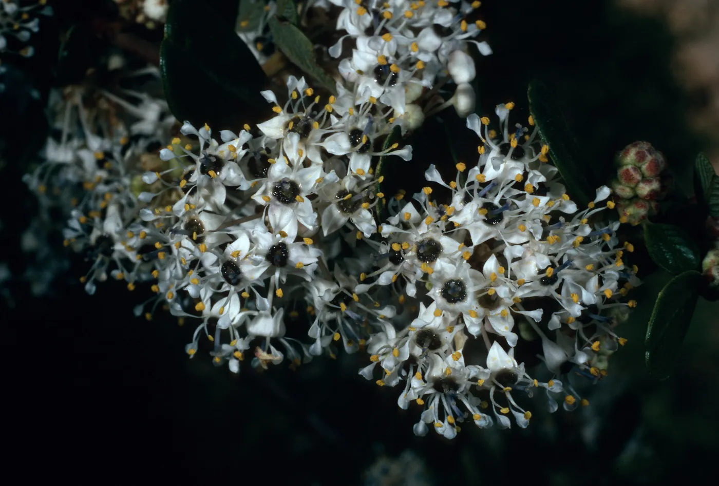 Ceanothus megacarpus, Tunnel Road, Santa Barbara County