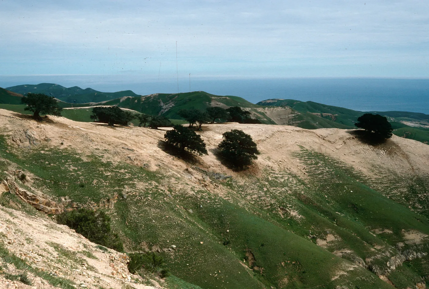 Quercus tomentella, near Soledad Peak, Santa Rosa Island