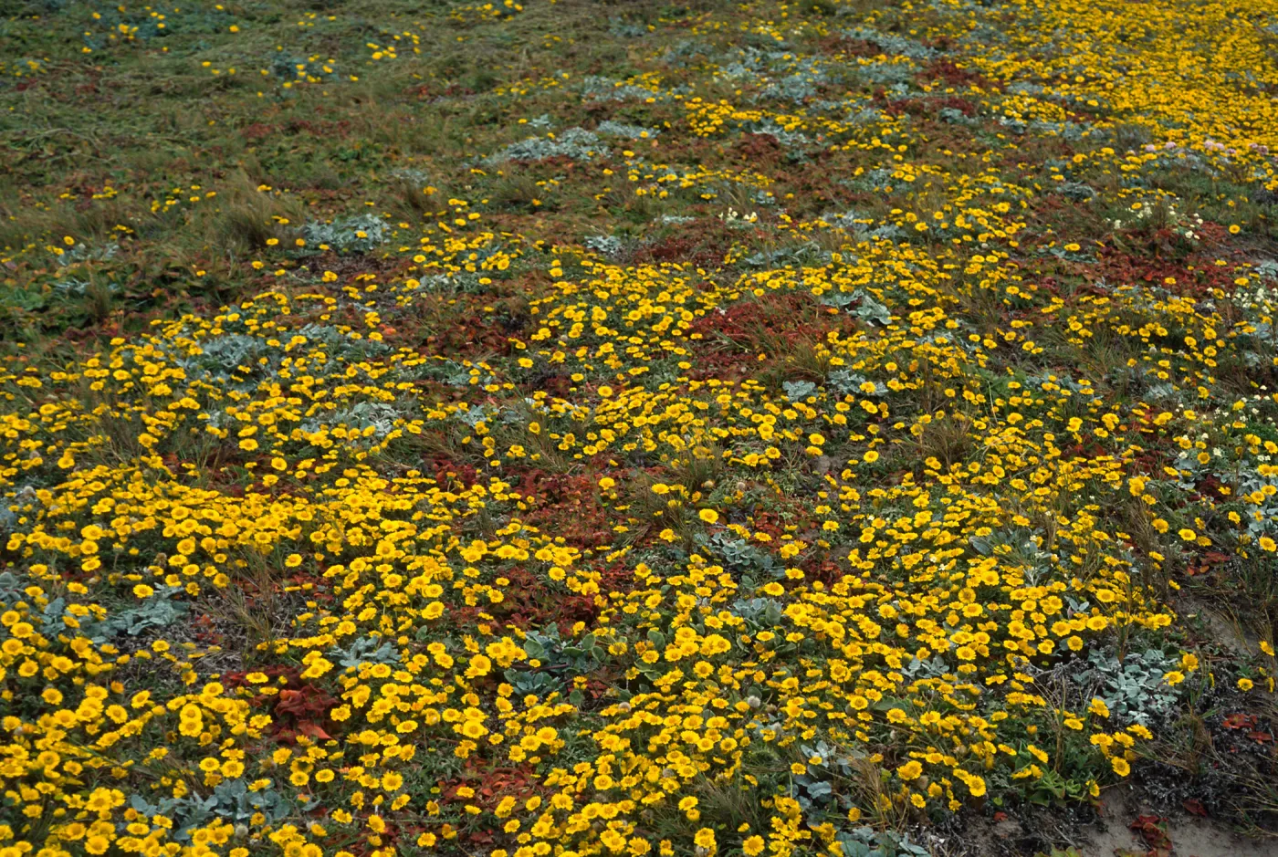 Layia (tidy tips), West side of Carrington Point, Santa Rosa Island