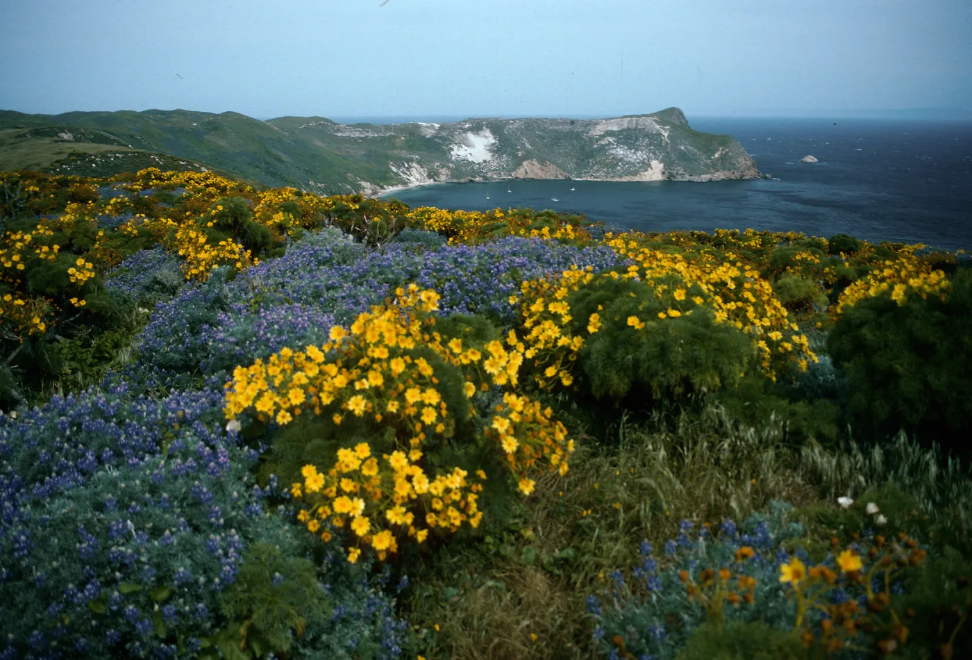 Coreopsis, Lupinus albifrons, Cuyler Harbor from Cabrillo Monument, San Miguel Island