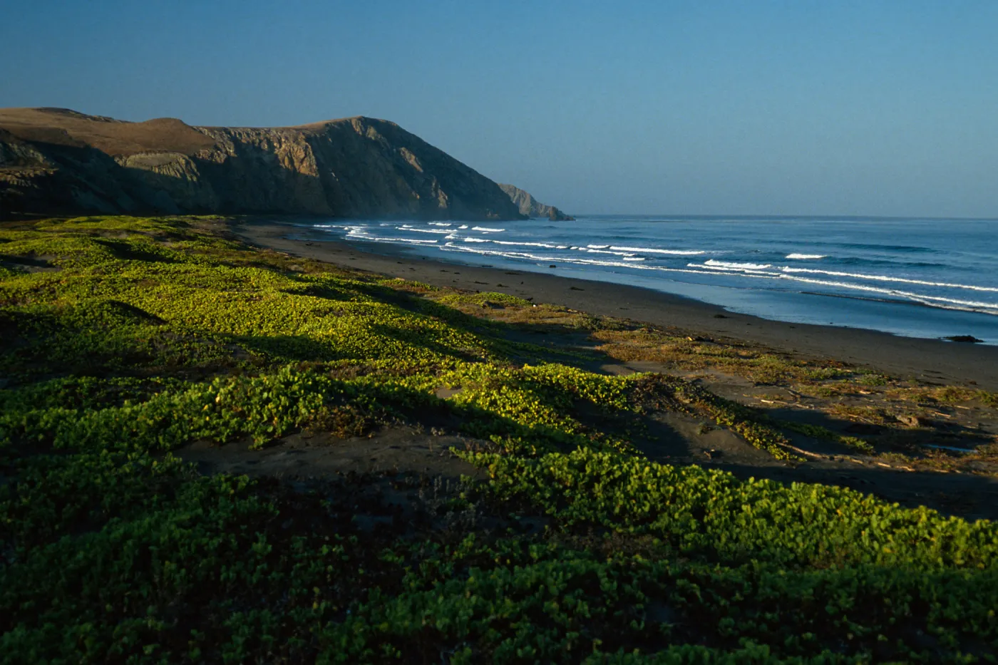 early morning, Abronia maritima, Christy Beach, Santa Cruz Island